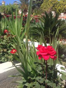 Palmira Apartments Lasithi Greece