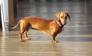 At Whale-Phin Guest House