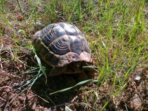 Istentales Alghero img81