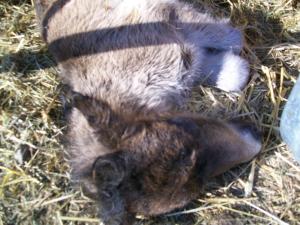 Hytte Elfenhaus Altstrimmig Tyskland
