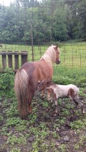 Bed & Breakfast Varionda