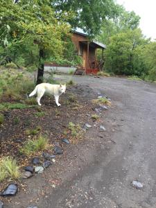 Don Guillermo Cabins