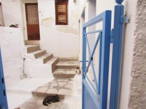 Cats of Ano Syros Syros Greece