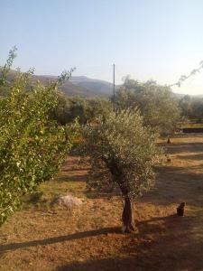 Vlachogiannis EL Estate Thassos Greece