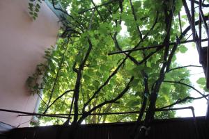 Hostel Old City Sololaki