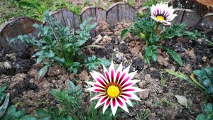 Guest House Stoilite