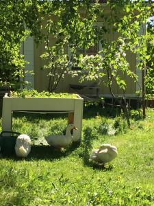 Lomatila Ollila Farm Stay