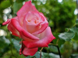 La Neffola Residence