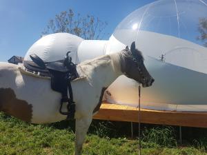 Sejours a la campagne LA NOALHA INSOLIT' : photos des chambres