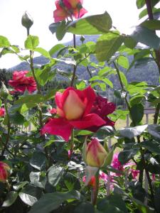 B&B Il Crocevia