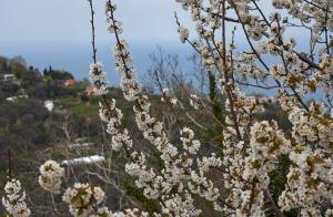 Thalassoxyla Pelion Greece