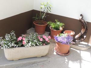 Apartment Carli-Jurč