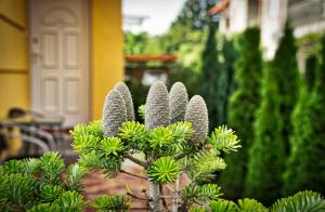 Bodó Park Apartment