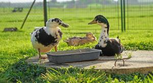 Fortun Estate - apartmaji ob reki Kolpi