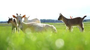 Fortun Estate - apartmaji ob reki Kolpi
