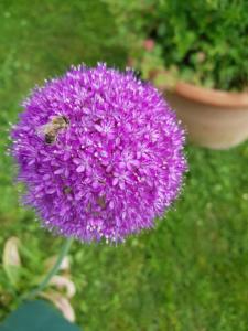 B&B Pizzeria Zur Traube