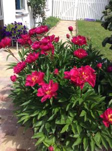 Dadas Bed & Breakfast