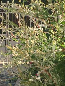 Appartements Rose Garden Studio : photos des chambres