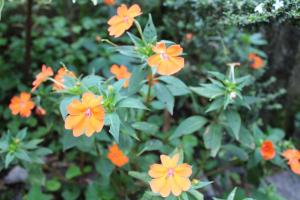 2024 Baguio Apartments 1