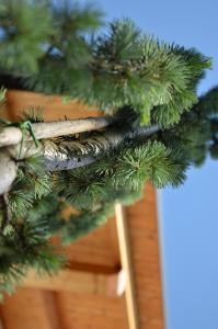 Apartmaji Rajska Ptica