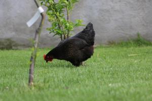 BnB Anacleto img29