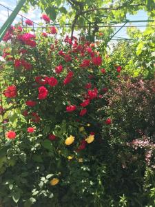 Guesthouse Planinsko Gnezdo