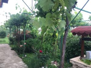 Guesthouse Planinsko Gnezdo