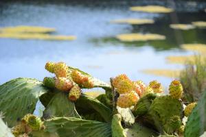 B&B Sa Pintadera img10