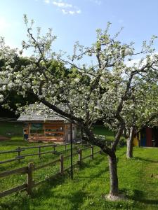 Apartments and rooms Cerkovnik