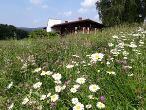 Chata Ellernhof im Spessart Stadtprozelten Nemecko