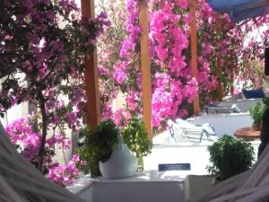 Doron Hotel Delfini Naxos Greece