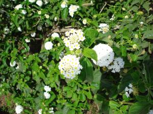 Verdemare Sardegna Uno img58