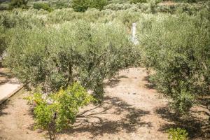 Olive Tree Apartments Halkidiki Greece
