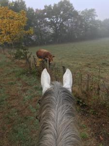 Maisons de vacances Ferme Gite Equestre En Charente : photos des chambres