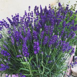 Sa Murta Bianca Guesthouse img34