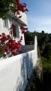 Green Oasis 2 Andros Greece