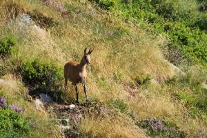 Auberges Refuge des etangs de Bassies : photos des chambres