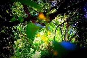 Samadhi Nature Resort - Goussagama