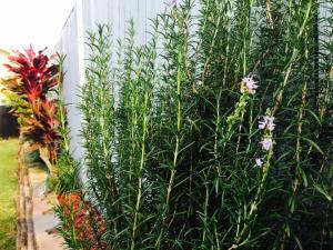 Gin Gin Village Motor Inn Motel QLD