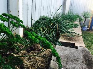 Gin Gin Village Motor Inn Motel QLD