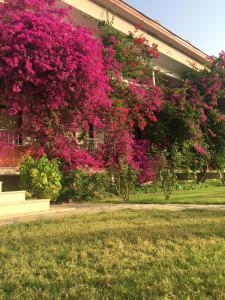 Dalyan Palmiye Resort Hotel