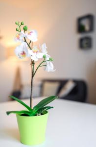 Appartements Le duc de Vichy : photos des chambres