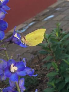 Schmeling Haus Bad Saarow