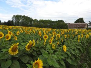 B&B / Chambres d'hotes Le Moulin De Saussaye : photos des chambres