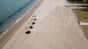 Beach Bird Eagle Halkidiki Greece