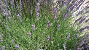 Apartman Milada Vrvilo