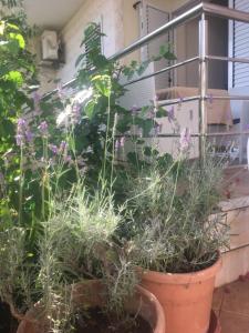 Apartment with Garden View room in Apartments Boka Residence