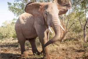 Greater Makalali Private Game Reserve, near Hoedspruit, South Africa .