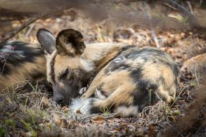 Greater Makalali Private Game Reserve, near Hoedspruit, South Africa .