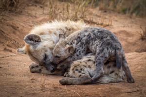 Greater Makalali Private Game Reserve, near Hoedspruit, South Africa .